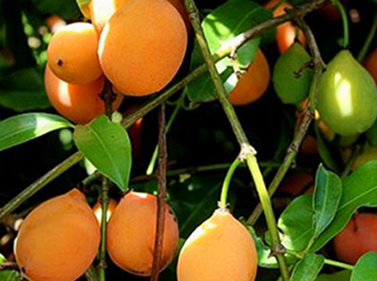 澳大利亞黃金山竹