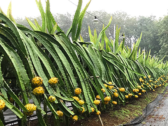 厄瓜多爾燕窩果