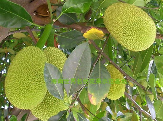 臺灣無籽榴蓮蜜